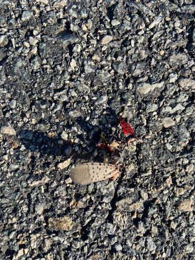 Dead Lanternfly.jpg